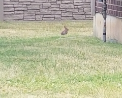 Sylvilagus floridanus