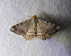 Macaria transitaria