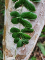 Amphilophium bauhinioides