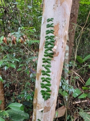 Amphilophium bauhinioides
