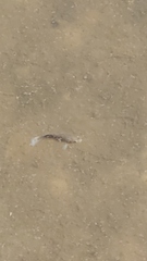 Fundulus heteroclitus