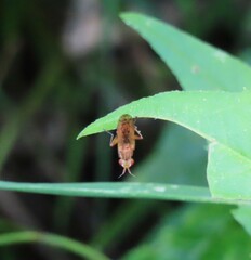Elgiva solicita