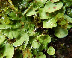 Solorina saccata