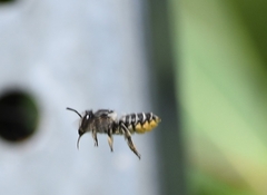Megachile