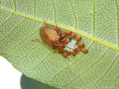 Antiteuchus sepulcralis