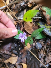 Ruellia solitaria