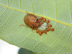 Antiteuchus sepulcralis