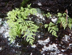 Cryptogramma stelleri