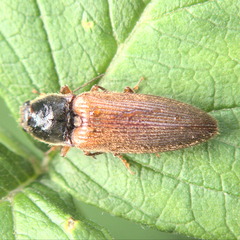 Hemicrepidius decoloratus