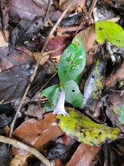Ruellia solitaria