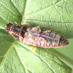 Hemicrepidius decoloratus