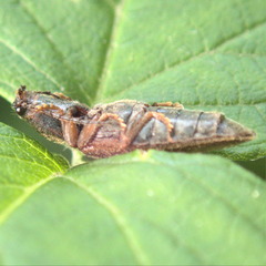 Hemicrepidius decoloratus