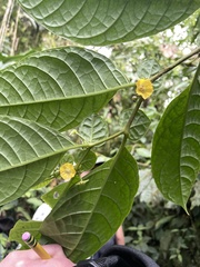 Capsicum geminifolium