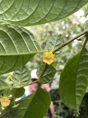 Capsicum geminifolium