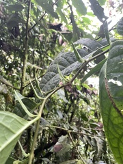 Capsicum geminifolium