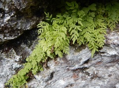 Cryptogramma stelleri