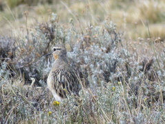 Oreopholus ruficollis