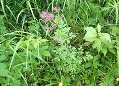 Thalictrum dasycarpum