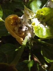Eriosoma