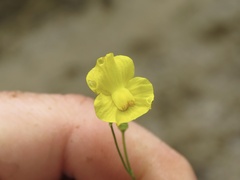 Utricularia striata