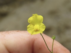 Utricularia striata