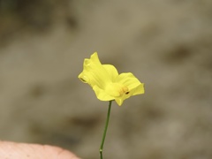 Utricularia striata