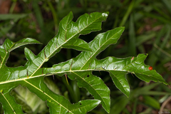 Solanum atropurpureum