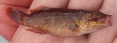 Tautogolabrus adspersus