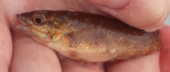 Tautogolabrus adspersus