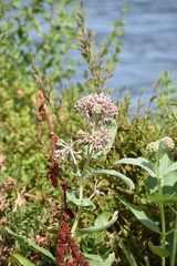 Asclepias speciosa