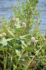 Asclepias speciosa