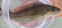 Tautogolabrus adspersus