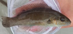 Tautogolabrus adspersus