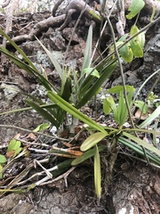 Psychilis macconnelliae