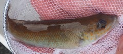 Tautogolabrus adspersus