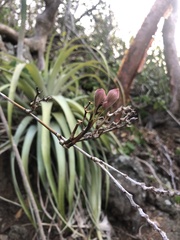 Psychilis macconnelliae