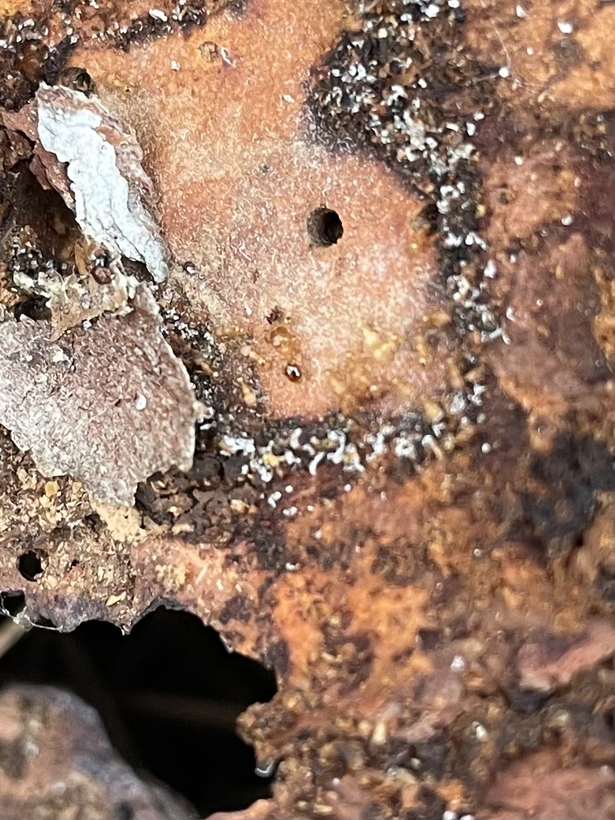 Pheidole flavens