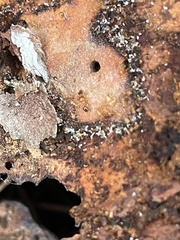 Pheidole flavens
