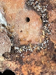 Pheidole flavens