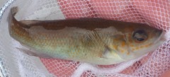 Tautogolabrus adspersus