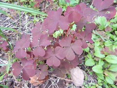 Oxalis stricta rufa