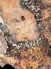 Pheidole flavens