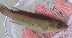 Tautogolabrus adspersus