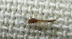 Chironomus