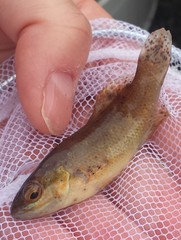 Tautogolabrus adspersus