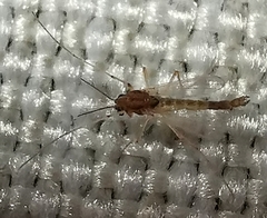 Chironomus