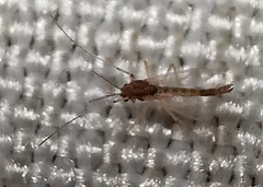 Chironomus