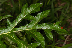 Solanum atropurpureum