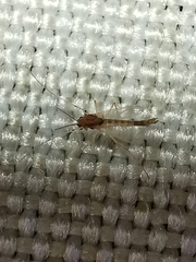 Chironomus