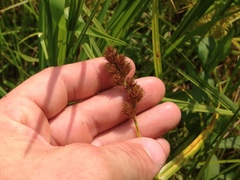 Carex tribuloides